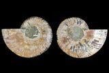 Agatized Ammonite Fossil - Madagascar #139729-1